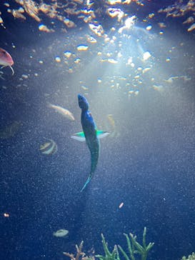 マリンワールド海の中道に投稿された画像（2023/6/3）