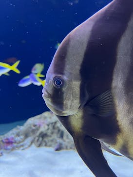 マリンワールド海の中道に投稿された画像（2023/6/3）