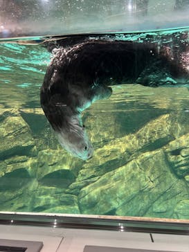 マリンワールド海の中道に投稿された画像（2023/6/3）