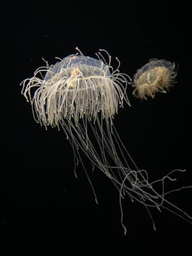 環境水族館アクアマリンふくしまに投稿された画像（2023/6/3）