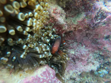 武藤潜水に投稿された画像（2023/6/3）