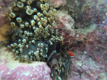 武藤潜水に投稿された画像（2023/6/3）