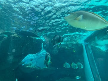 名古屋港水族館に投稿された画像（2023/6/3）