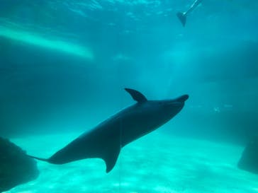 名古屋港水族館に投稿された画像（2023/6/3）