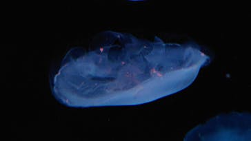 サンシャイン水族館に投稿された画像（2023/6/3）