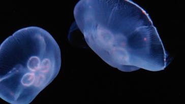 サンシャイン水族館に投稿された画像（2023/6/3）