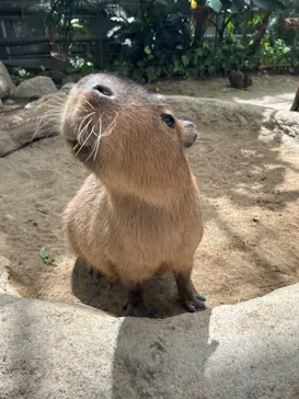 神戸どうぶつ王国に投稿された画像（2023/6/3）