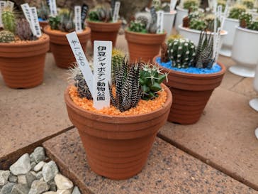 伊豆シャボテン動物公園に投稿された画像（2023/6/3）