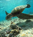 宮古島 ADVENTURE PiPi（ミヤコジマ アドベンチャー ピピ）に投稿された画像（2023/6/3）