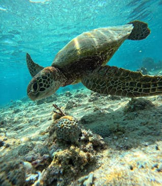 宮古島 ADVENTURE PiPi（ミヤコジマ アドベンチャー ピピ）に投稿された画像（2023/6/3）