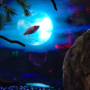 NARA KINGYO MUSEUMに投稿された画像（2023/6/3）