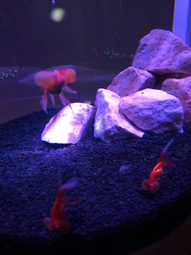 NARA KINGYO MUSEUMに投稿された画像（2023/6/3）