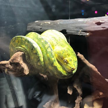 NARA KINGYO MUSEUMに投稿された画像（2023/6/3）