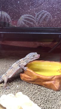 NARA KINGYO MUSEUMに投稿された画像（2023/6/3）