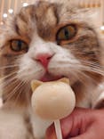 猫カフェモカ　イオンモール幕張新都心店に投稿された画像（2023/6/3）