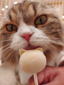 猫カフェモカ　イオンモール幕張新都心店に投稿された画像（2023/6/3）