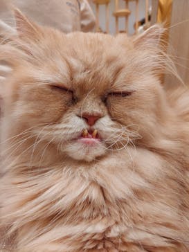 猫カフェモカ　イオンモール幕張新都心店に投稿された画像（2023/6/3）