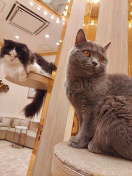 猫カフェモカ　イオンモール幕張新都心店に投稿された画像（2023/6/3）