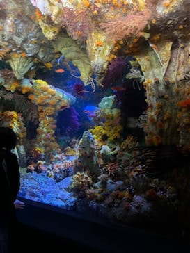 サンシャイン水族館に投稿された画像（2023/6/3）