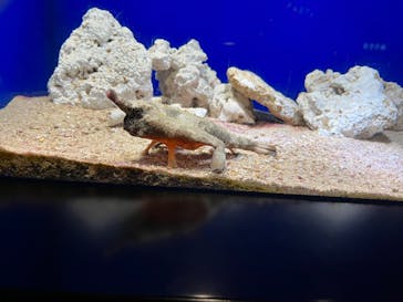 サンシャイン水族館に投稿された画像（2023/6/3）