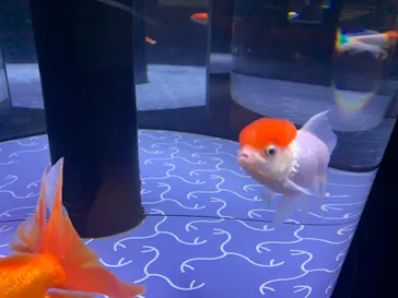 すみだ水族館に投稿された画像（2023/6/3）