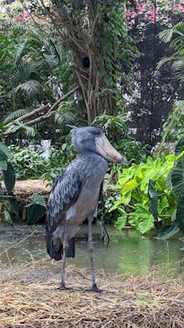 神戸どうぶつ王国に投稿された画像（2023/6/3）
