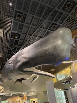 国立科学博物館に投稿された画像（2023/6/3）