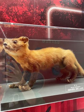 国立科学博物館に投稿された画像（2023/6/3）