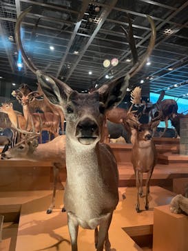 国立科学博物館に投稿された画像（2023/6/3）