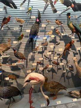 国立科学博物館に投稿された画像（2023/6/3）