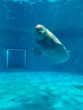 島根県立 しまね海洋館に投稿された画像（2023/6/3）