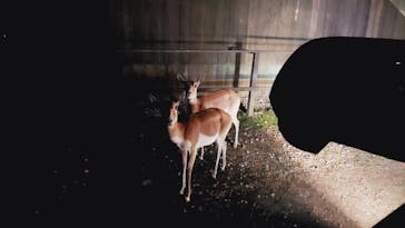 那須サファリパークに投稿された画像（2023/6/4）