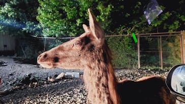 那須サファリパークに投稿された画像（2023/6/4）