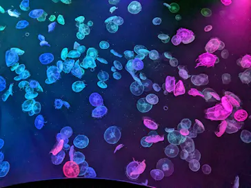 すみだ水族館に投稿された画像（2023/6/4）