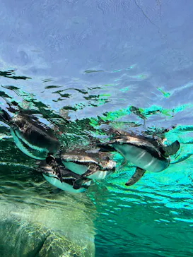 天王寺動物園に投稿された画像（2023/6/4）