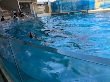 新江ノ島水族館に投稿された画像（2023/6/4）