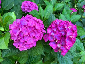 横浜イングリッシュガーデンに投稿された画像（2023/6/4）