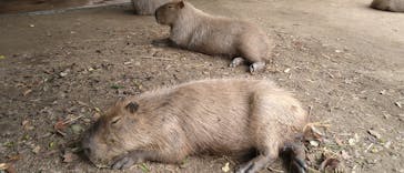 長崎バイオパークに投稿された画像（2023/6/4）