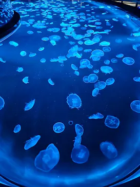 すみだ水族館に投稿された画像（2023/6/4）