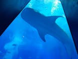 沖縄美ら海水族館に投稿された画像（2023/6/4）