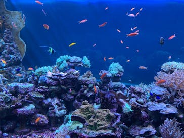 サンシャイン水族館に投稿された画像（2023/6/4）