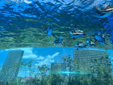 サンシャイン水族館に投稿された画像（2023/6/4）
