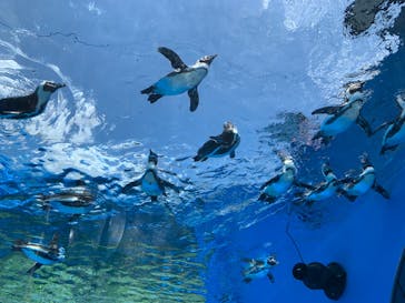 サンシャイン水族館に投稿された画像（2023/6/4）