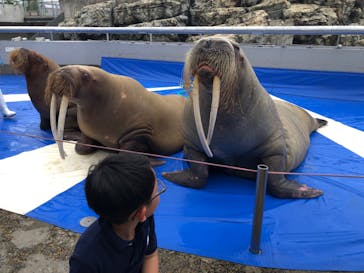大分マリーンパレス水族館 「うみたまご」に投稿された画像（2023/6/4）