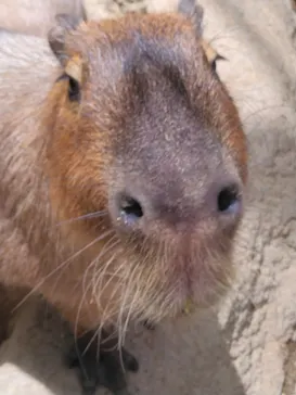 神戸どうぶつ王国に投稿された画像（2023/6/4）