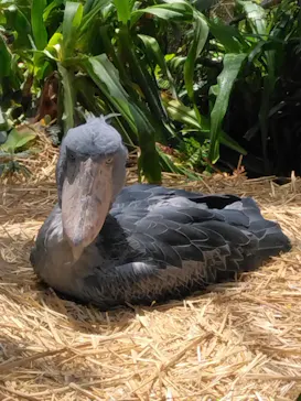 神戸どうぶつ王国に投稿された画像（2023/6/4）