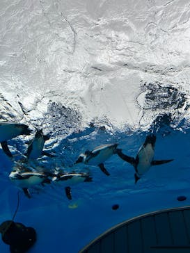 サンシャイン水族館に投稿された画像（2023/6/4）