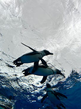 サンシャイン水族館に投稿された画像（2023/6/4）