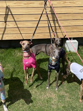 わんダフルネイチャーヴィレッジに投稿された画像（2023/6/4）