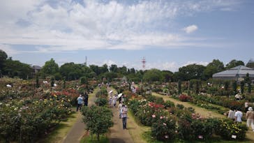京成バラ園に投稿された画像（2023/6/4）